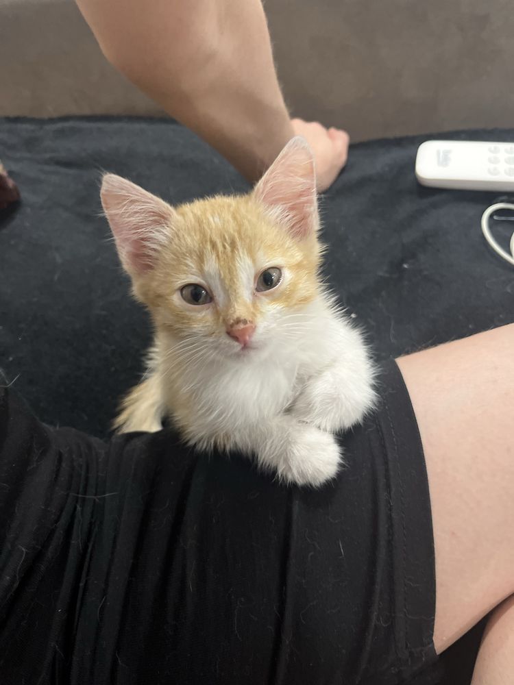 котёнок в добрые и ответственные руки