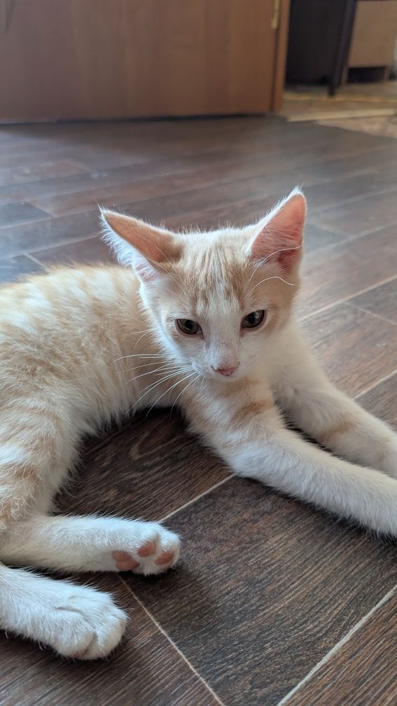Котенок ищет дом.