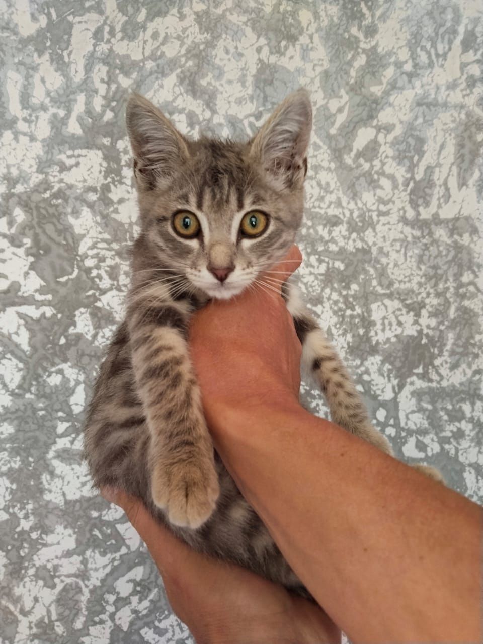 Отлам котёнка в хорошие руки