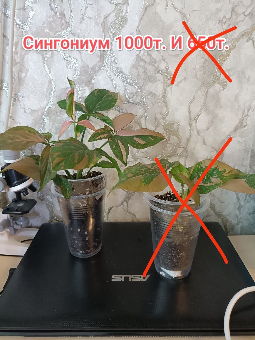 Комнатные растения