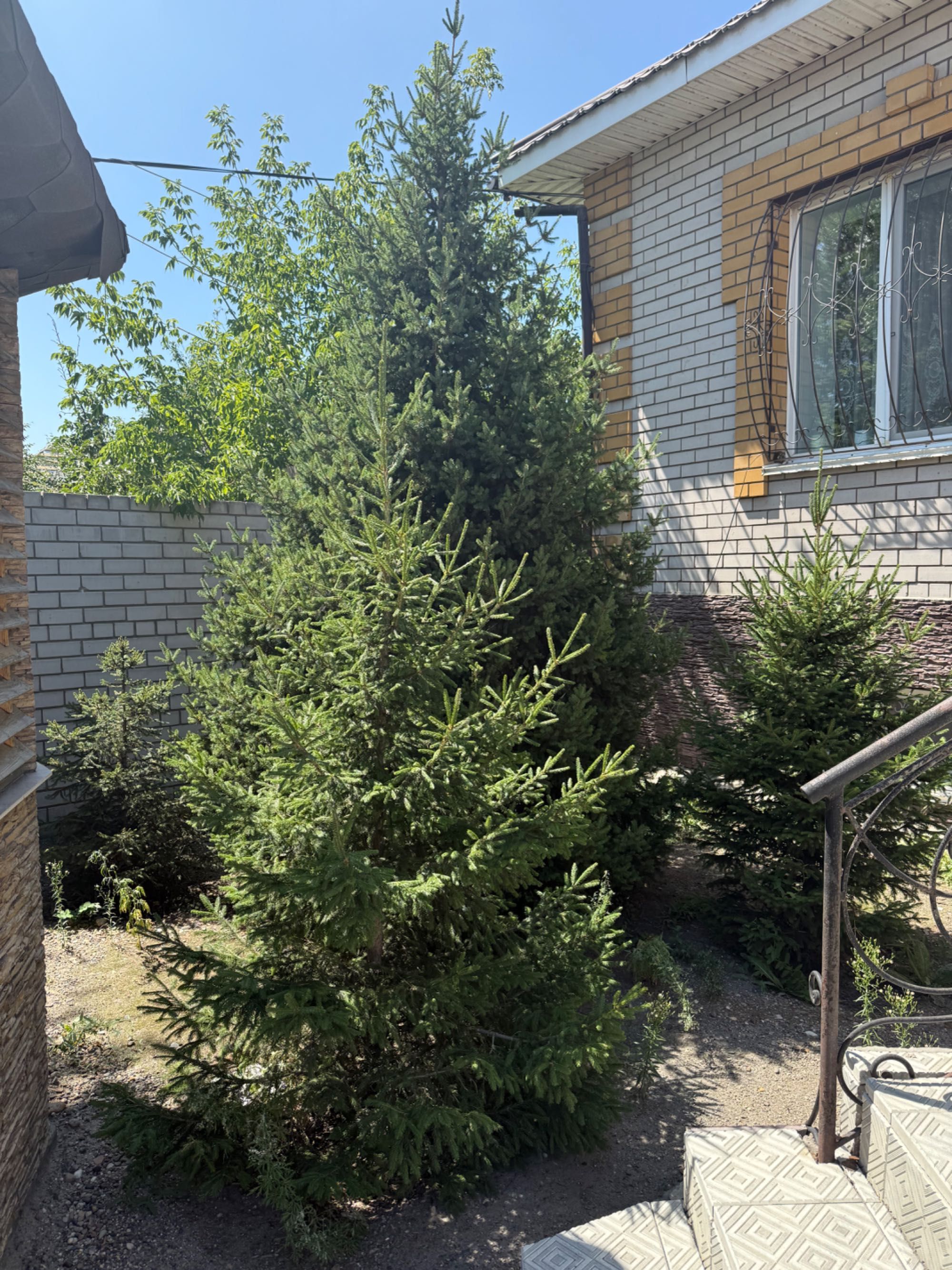Отдам ели беспалатно