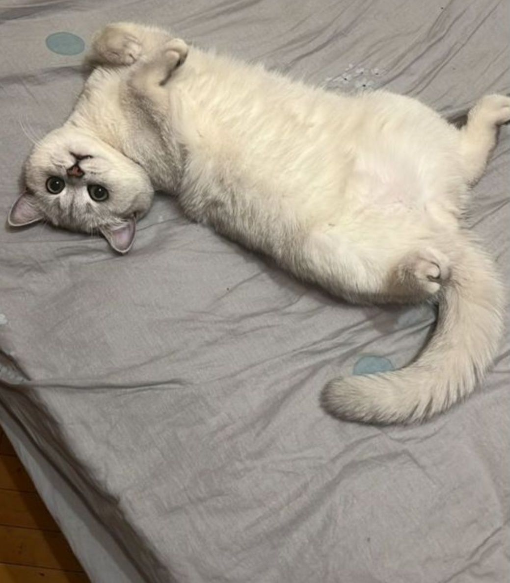 Вязка кота шиншилы опытный британец