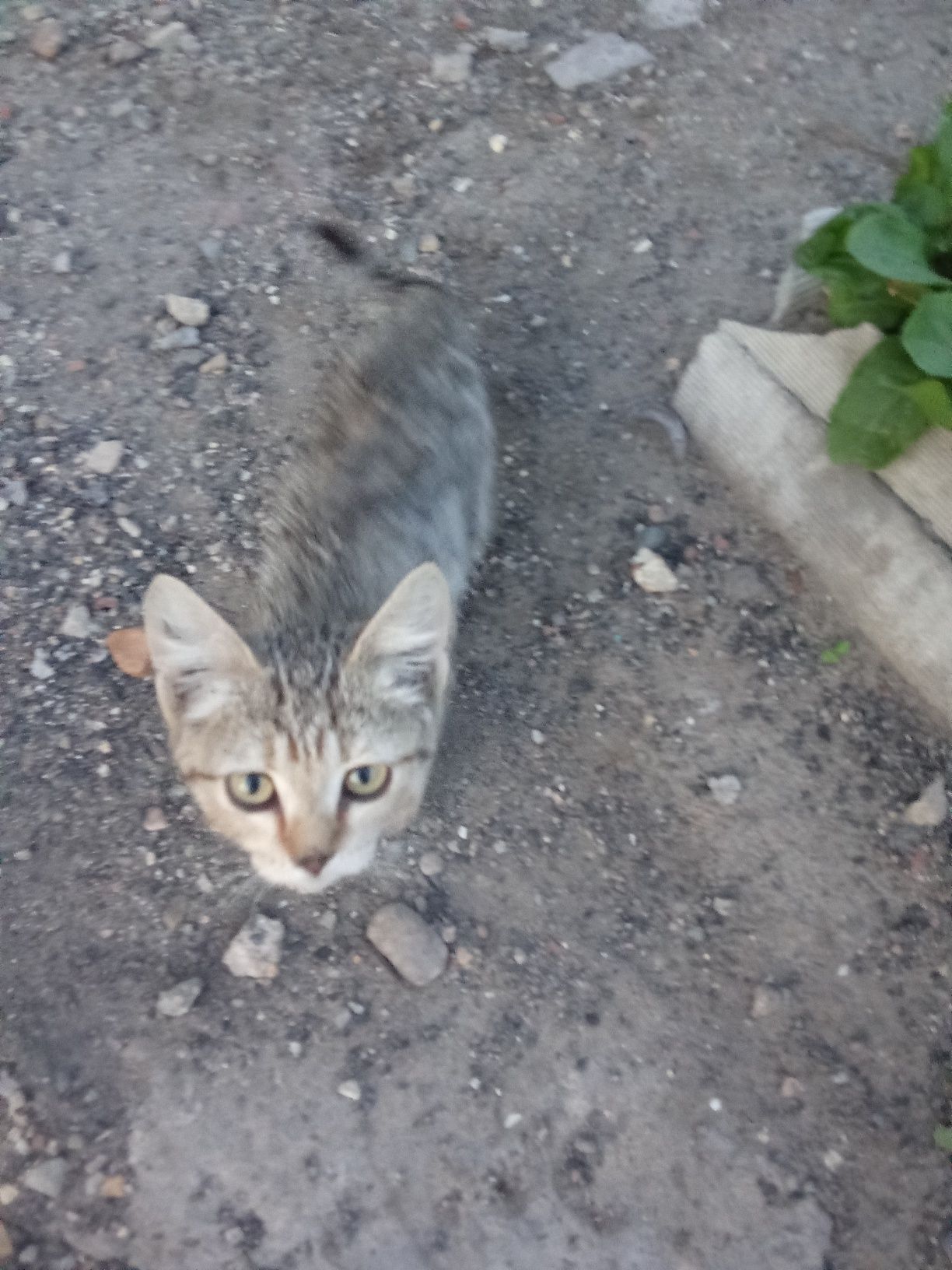 Отдам в хорошие руки котят.
