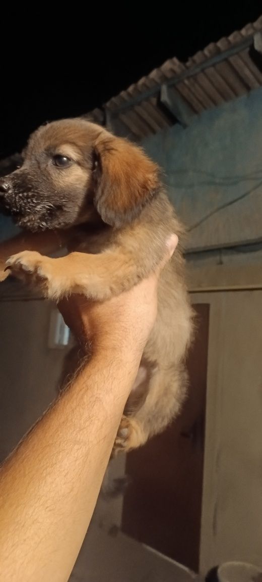Маленькие щинята