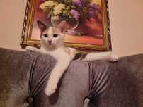 Домашние котята.