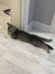 Кошка с котеком отдам в хорошие руки