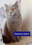 Потерялся кот британец!