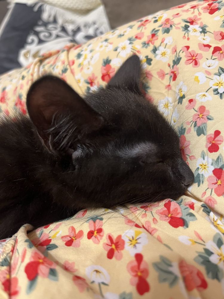 Котенка в хорошие руки