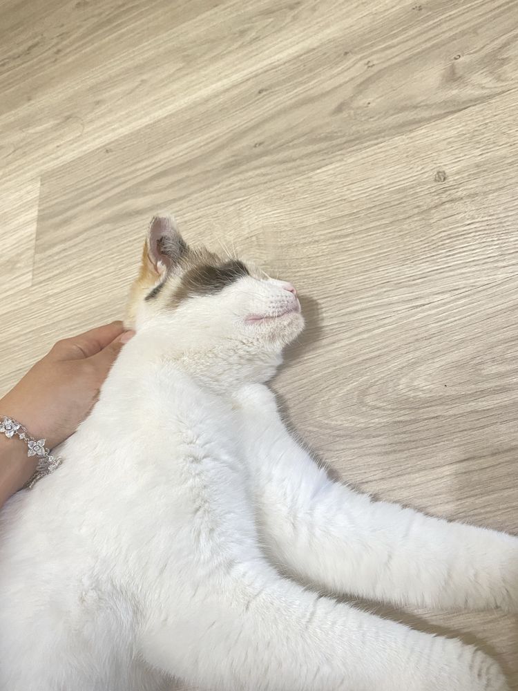 Отдам кошку. Нужен хозяин и дом. Срочно