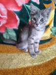 Котёнок, бесплатно