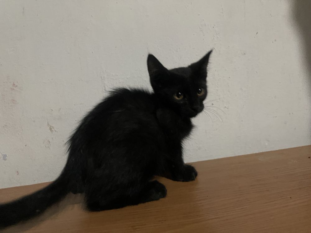 Отдам домашнего котенка