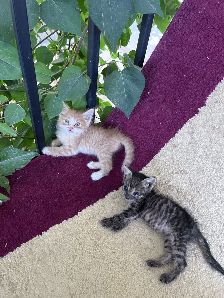 Котята актау заберите их
