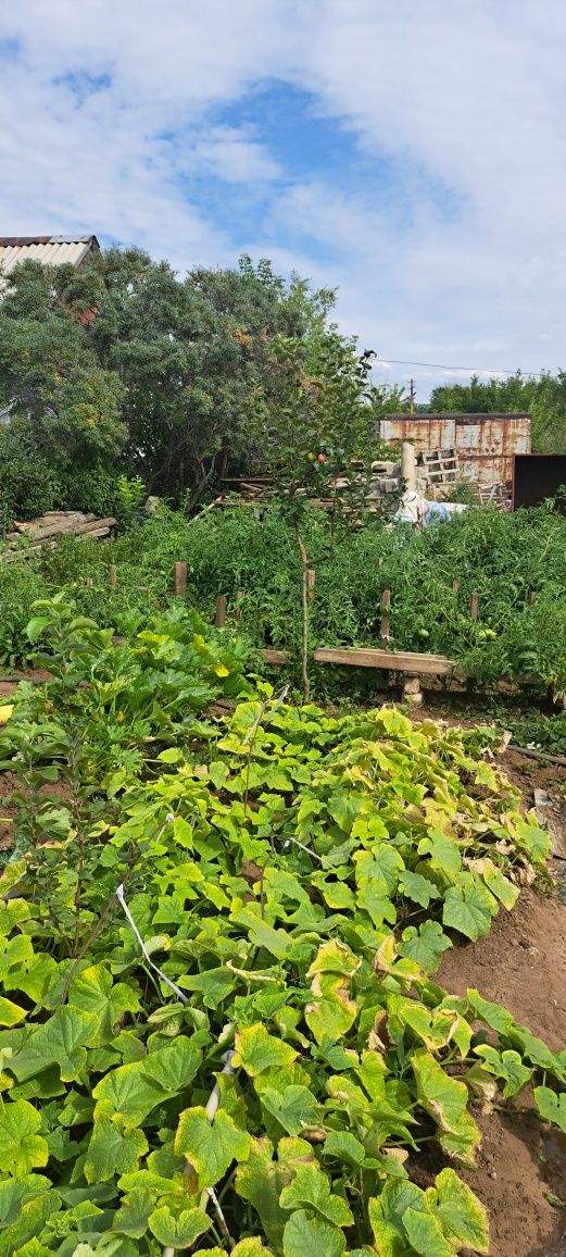 Продаю дачу толко осталас чистовая