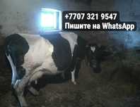 Продам корову молочную