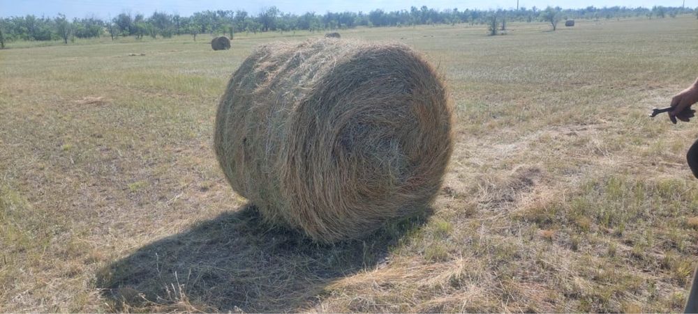 Продам сено в рулонах