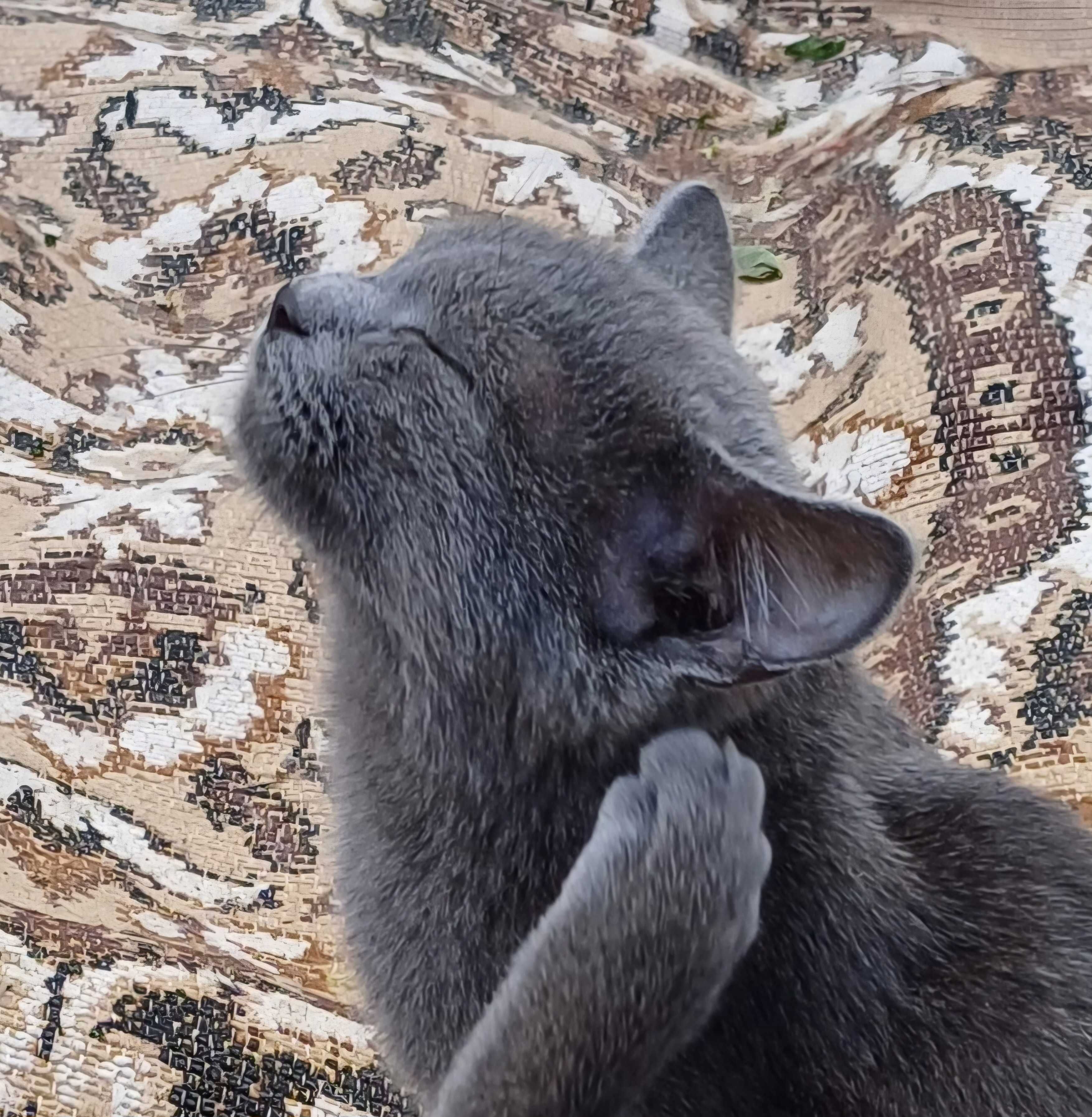 Кошечка Эйва ищет дом, в который принесёт счастье, удачу и радость.