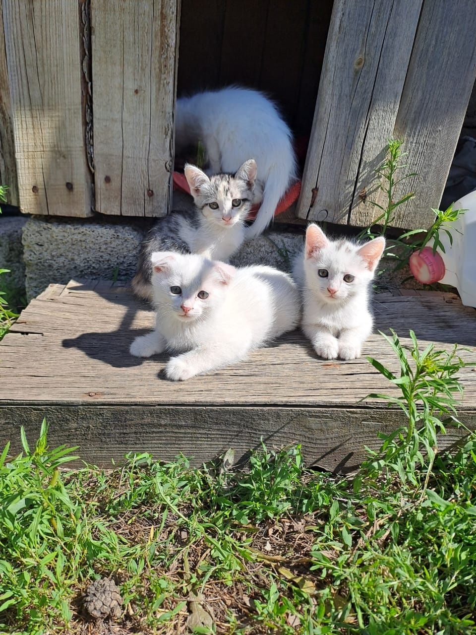 Продам котёнка скоттиш страйт девочка