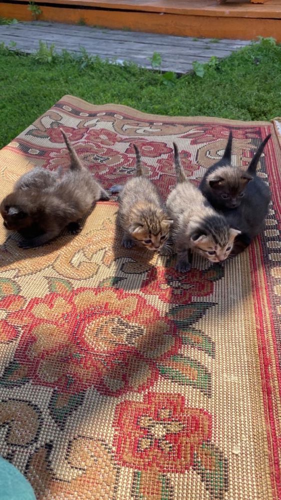 Котята бесплатно