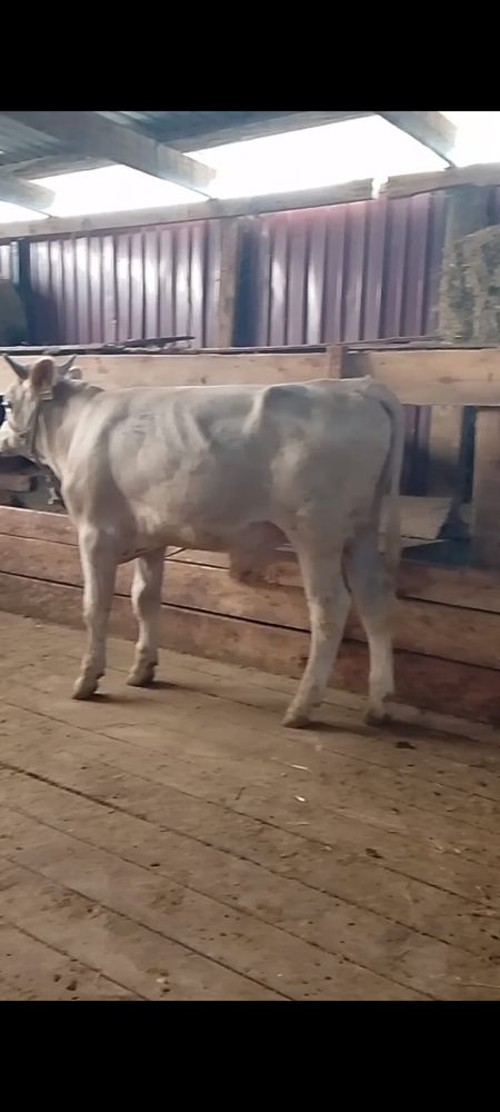 Бычоктар сатылады бәрі бірге