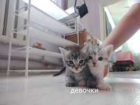 Котята в добрые руки