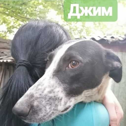 Прекрасный мальчишка Джим ищет дом.