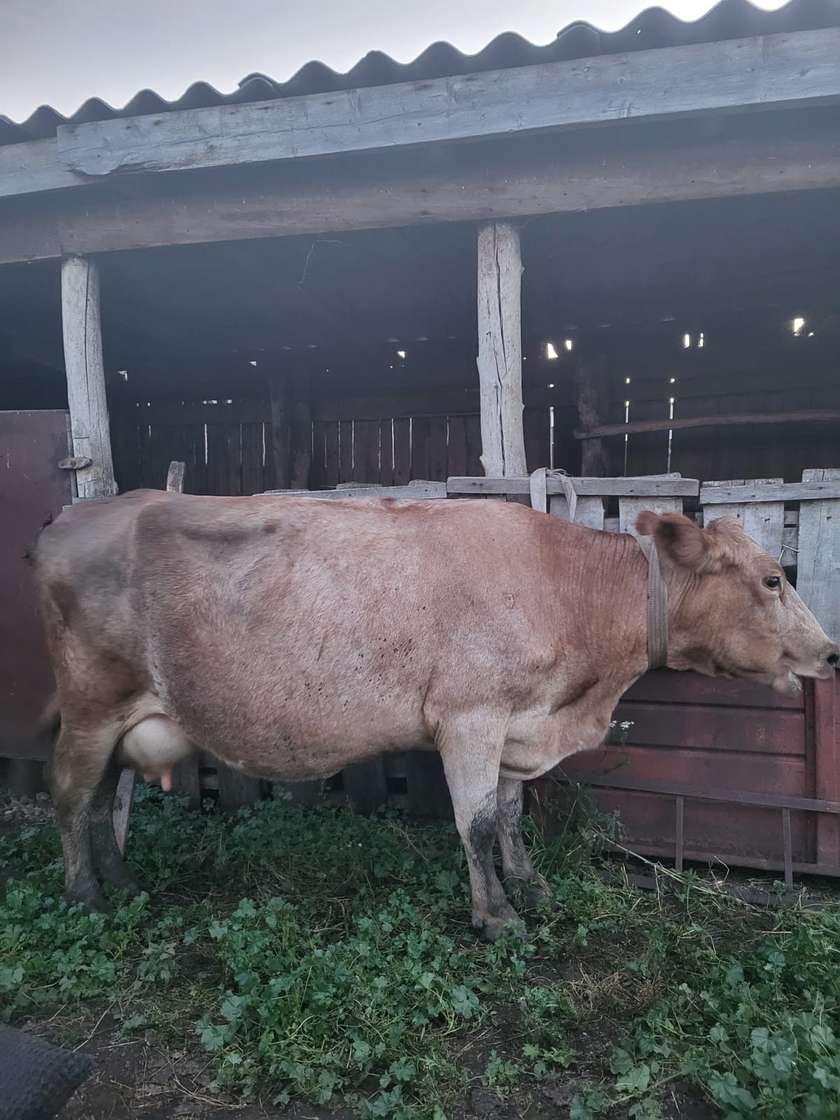 Продам корову дойную