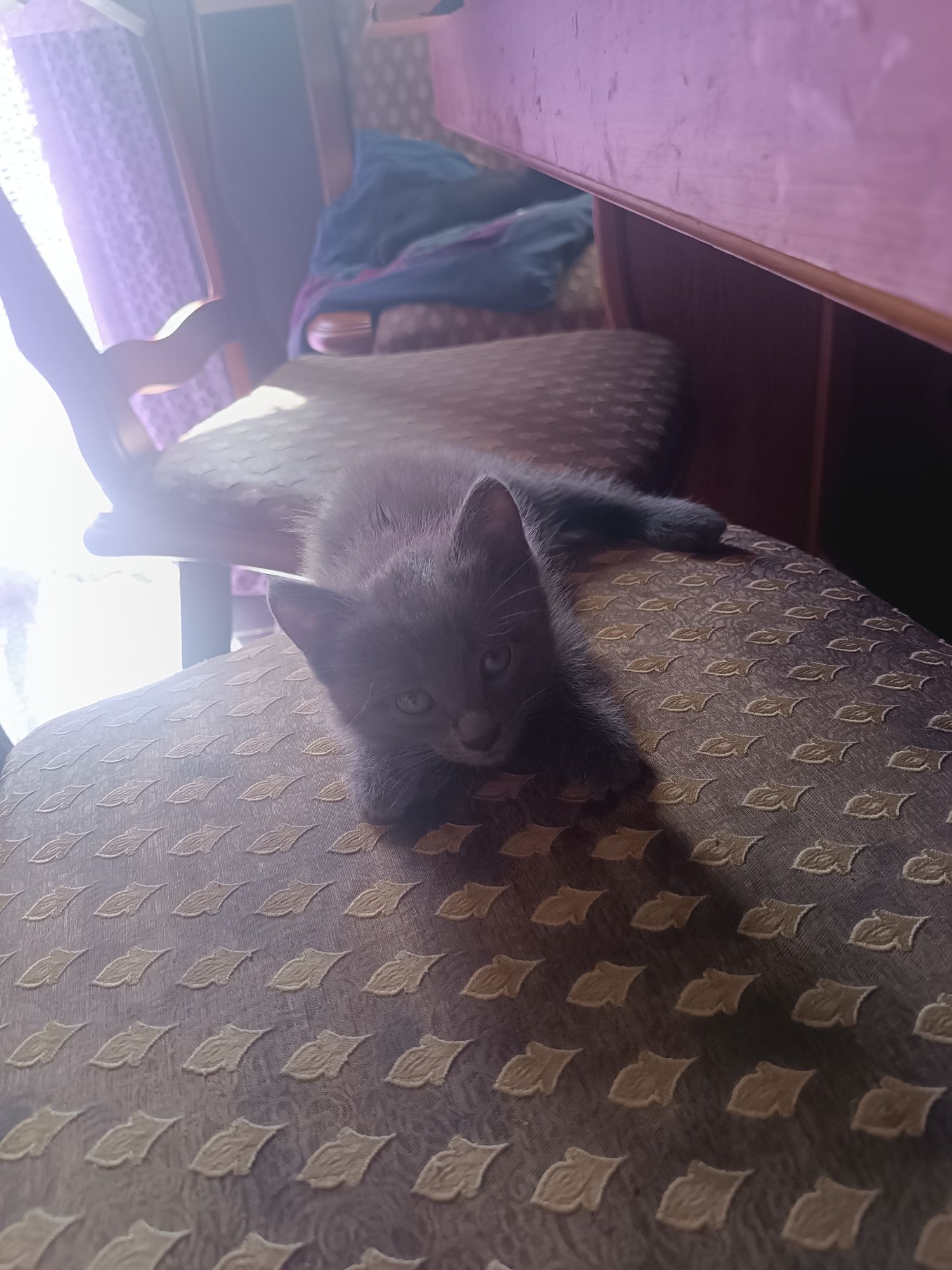 Отдам котят в хорошие руки