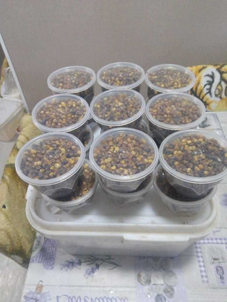 Продам пергу пчелинную