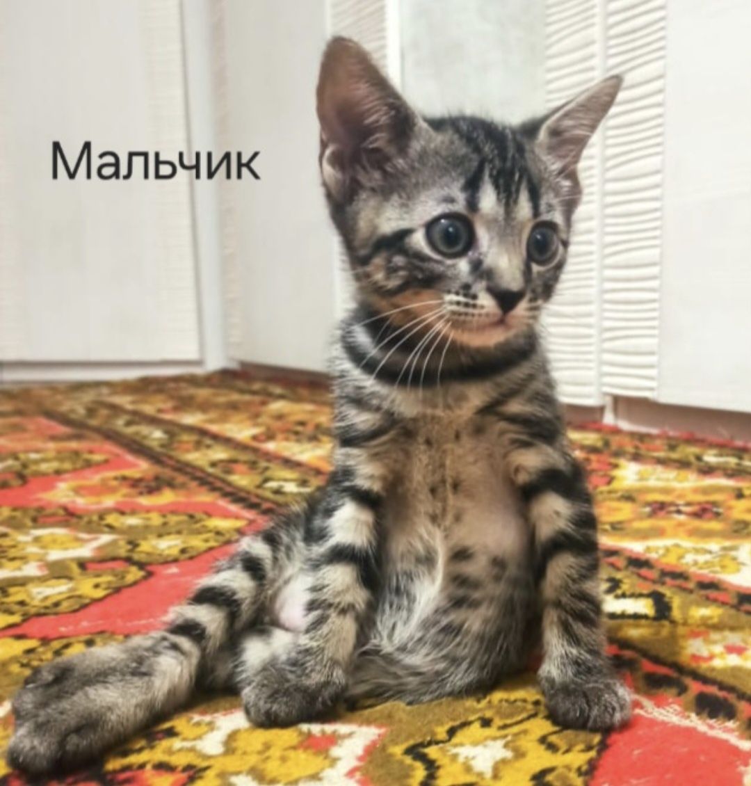 Котята в поиске своих людей