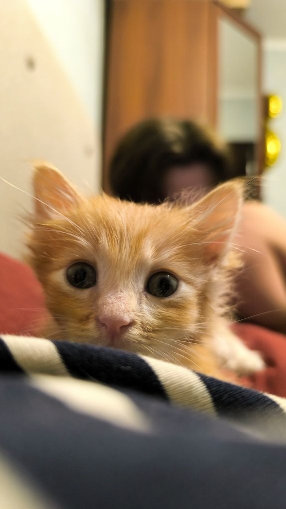 Котенок (мальчик)  ищет семью