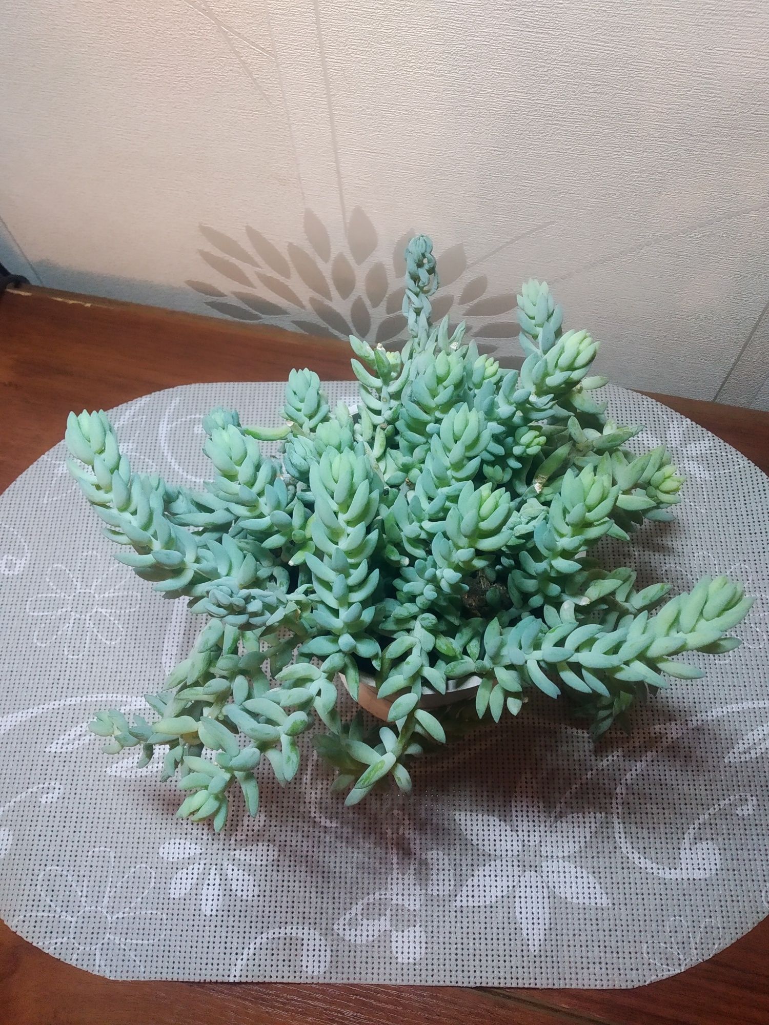 Комнатные растения. Продам излишки