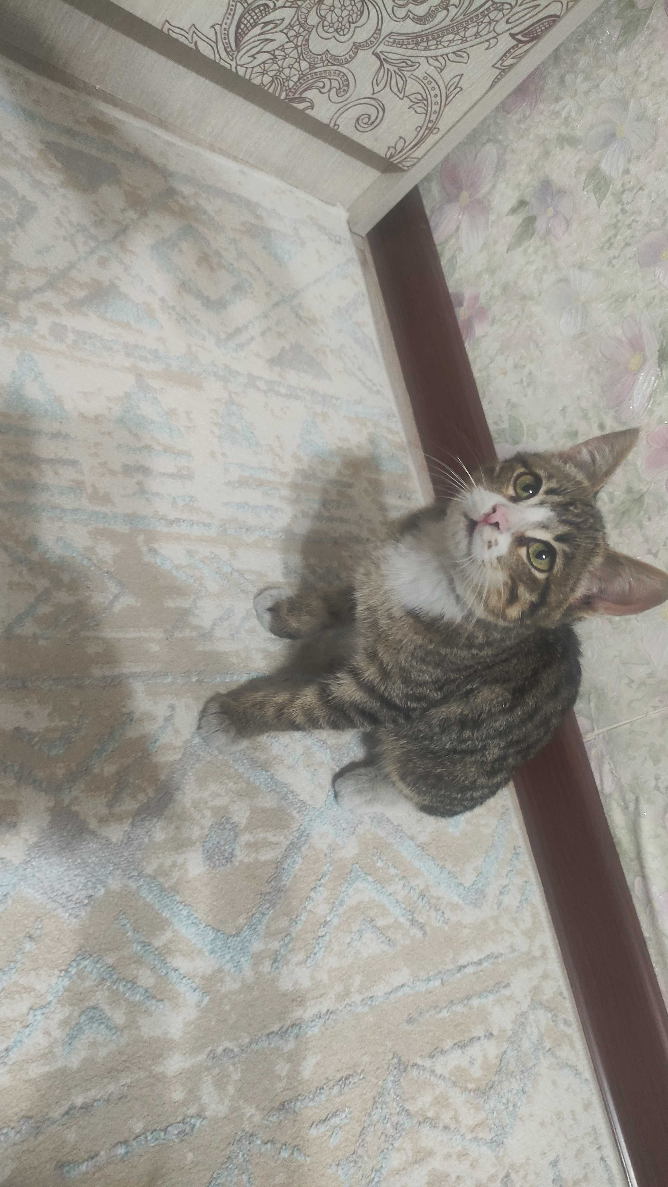 Отдам кота в хорошие руки.