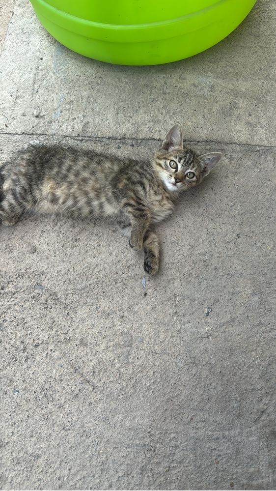Отдам бесплатно котят! Мысық тегін беремін!
