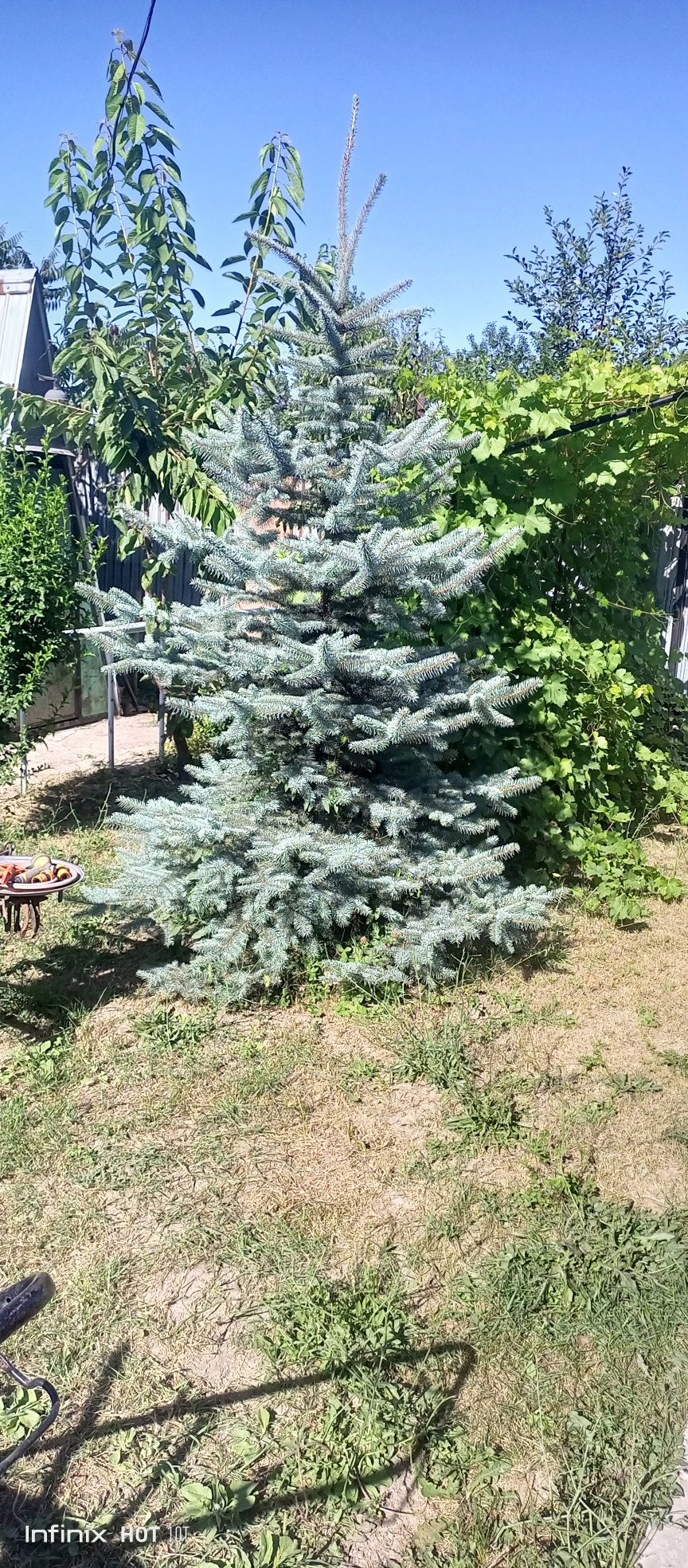 Продам ель голубая