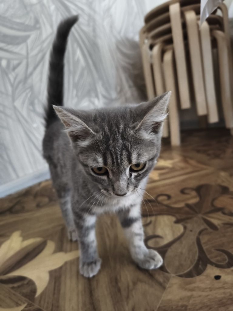 Отдам даром в добрые руки