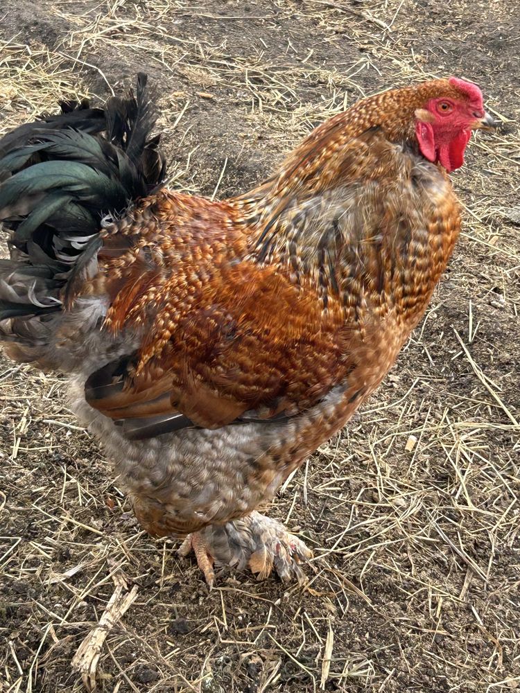 Продам куриное икубационное яйцо. Стадо микс . Оплод отличный!!!