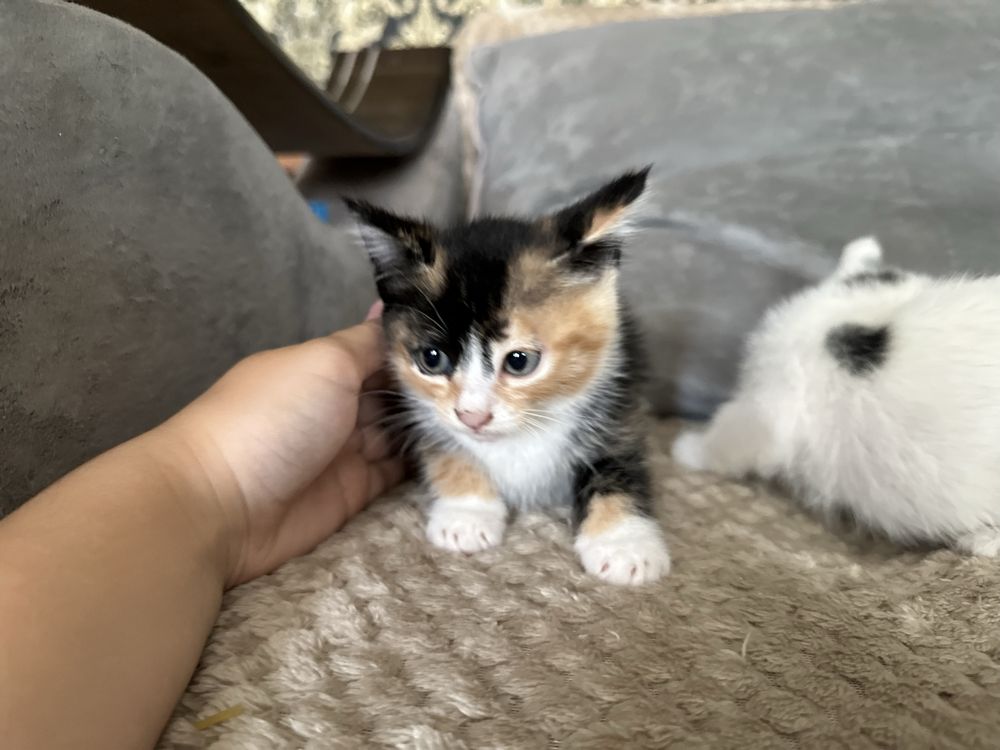 Отдам котят в добрые ручки