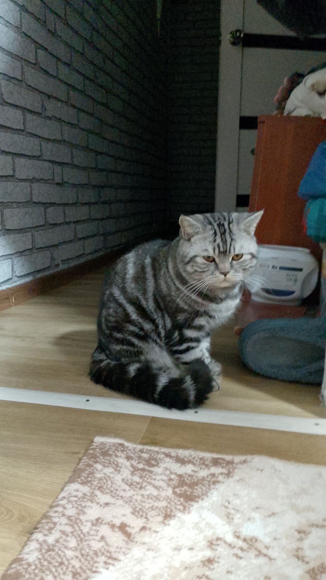 Вязка кот британский 8000