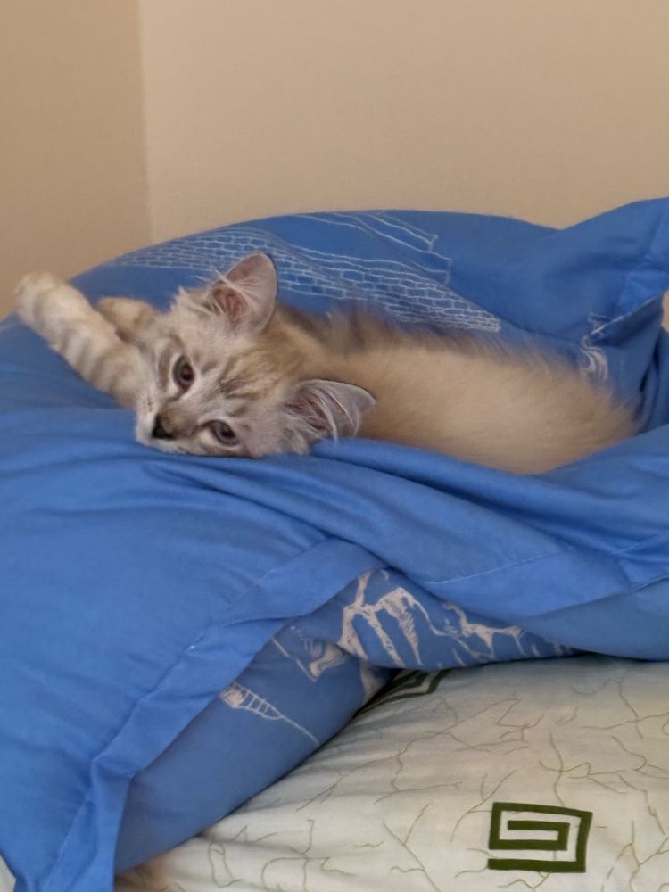 Отдам котёнка в добрые руки — 15 000 ₸