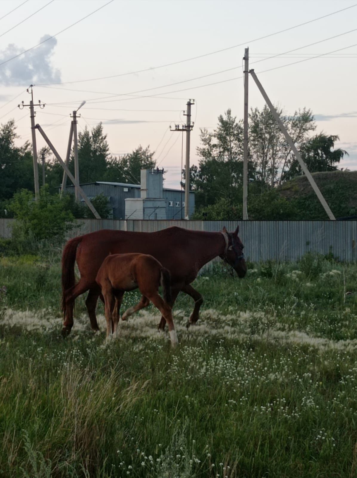 Продам кобылу с жеребенком