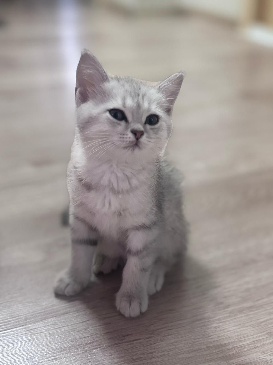 Котята серебристая шиншила