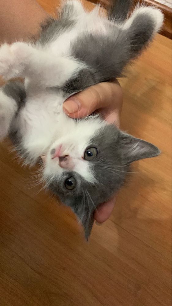 Продам котёнка-3 месяца