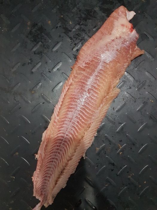 Рыба Африканский (Клариевый мраморный) сом и малек сома