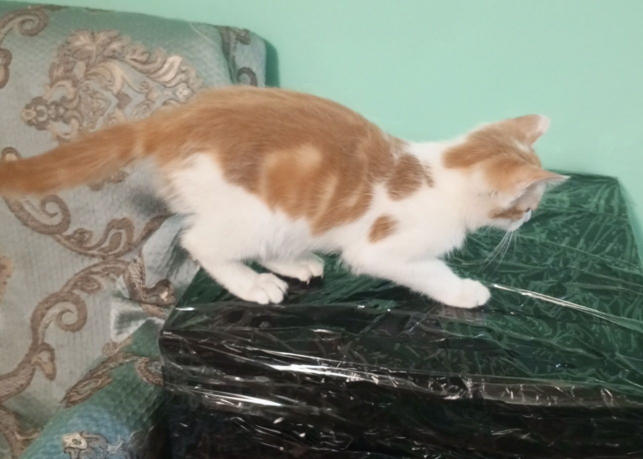 Пристраивается котик