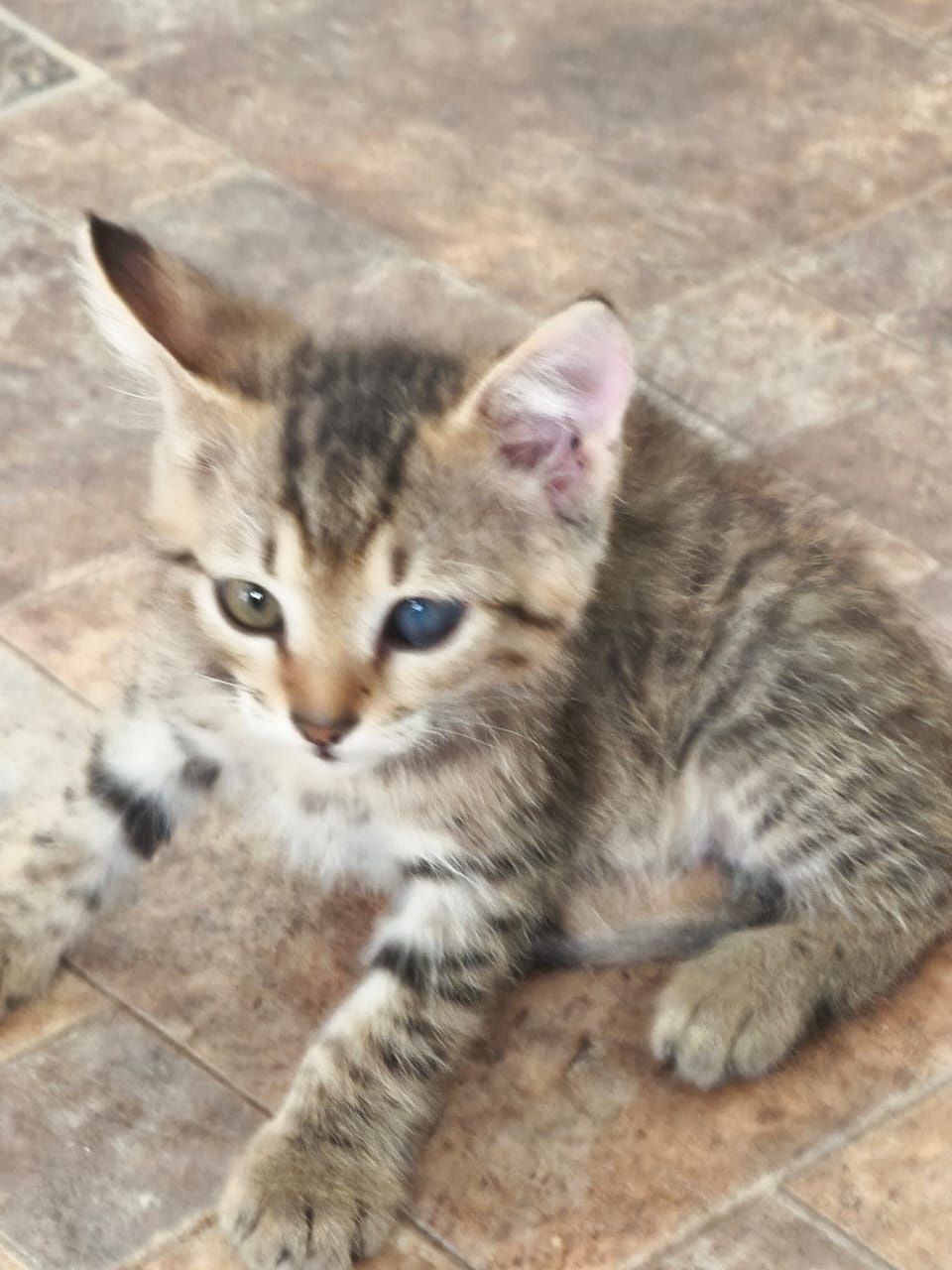 Котята бесплатно