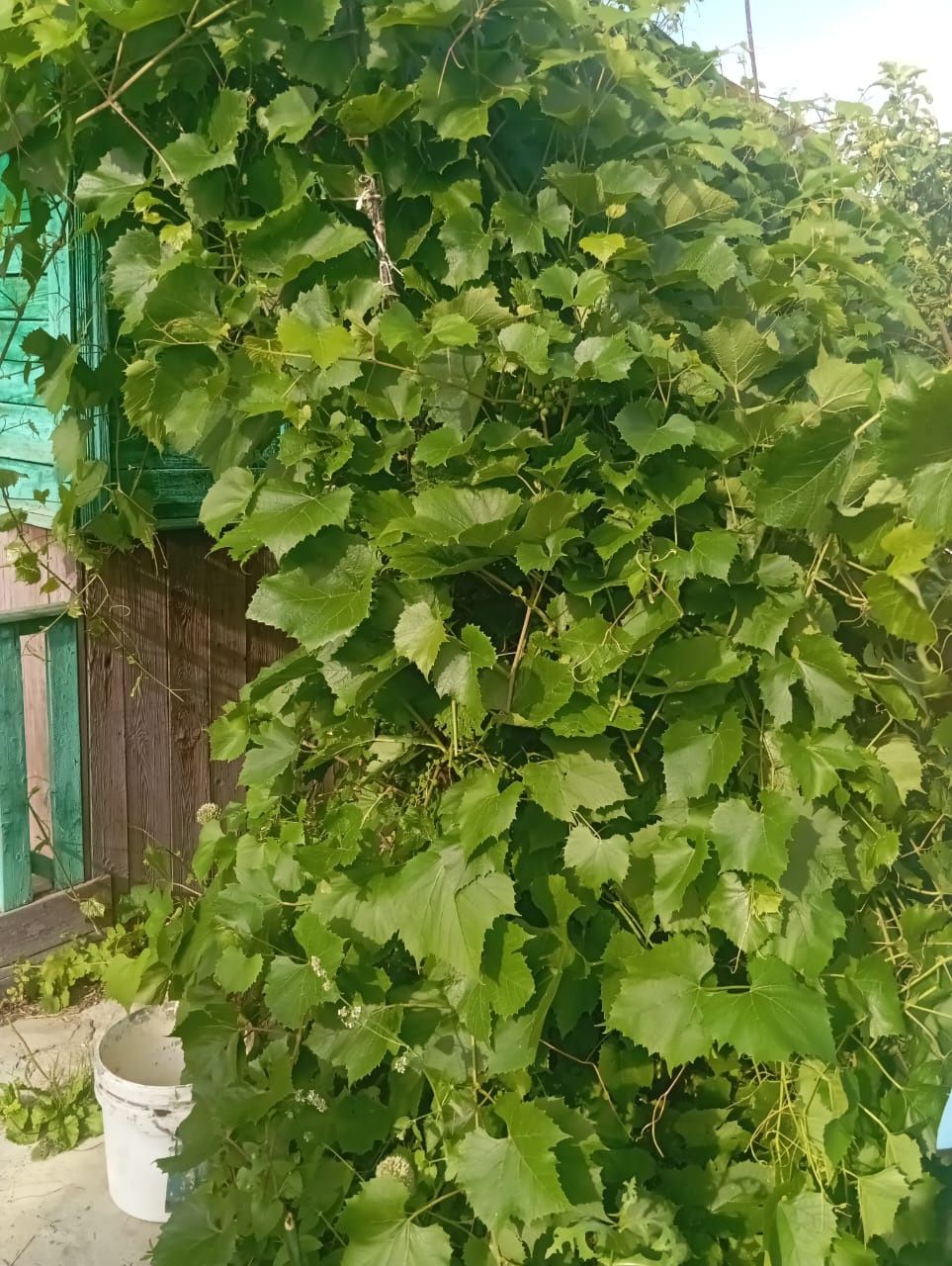 Дача в СТ Ромашка незатопляемая