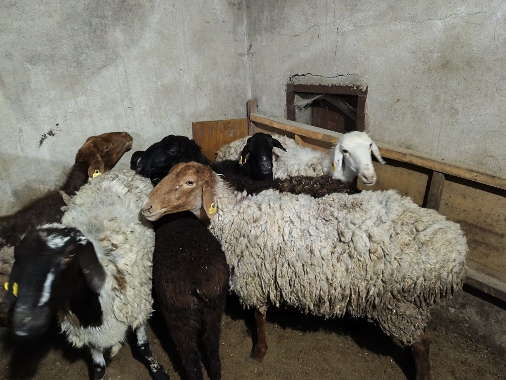 Продам домашних баранух