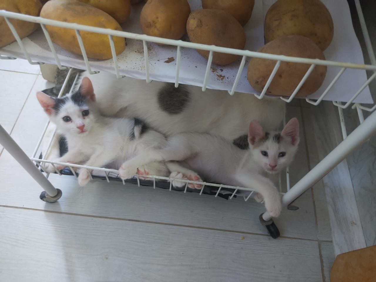 Котята. мысыктар
