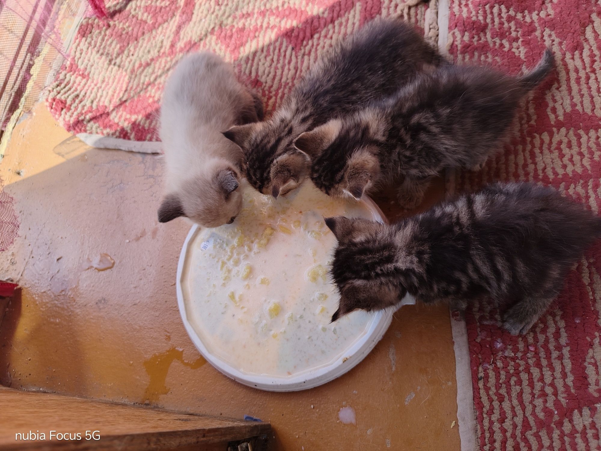Отдам котят 2 мальчика,2 девочки