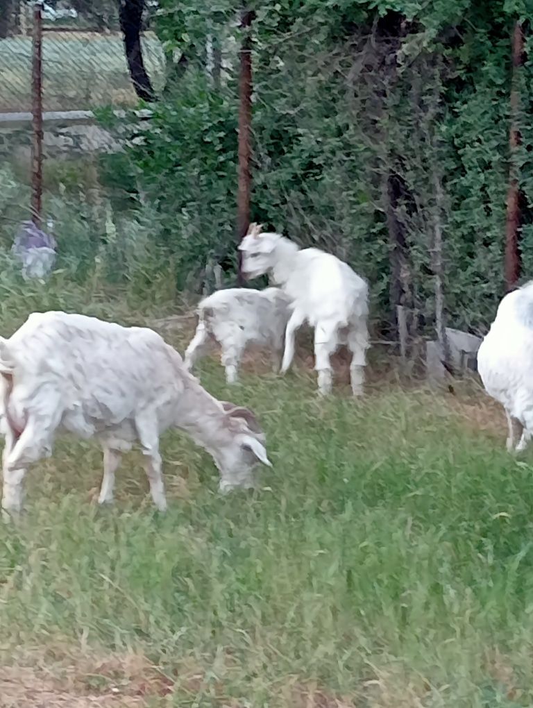 Шыбыш лактар ургашы еркек бар